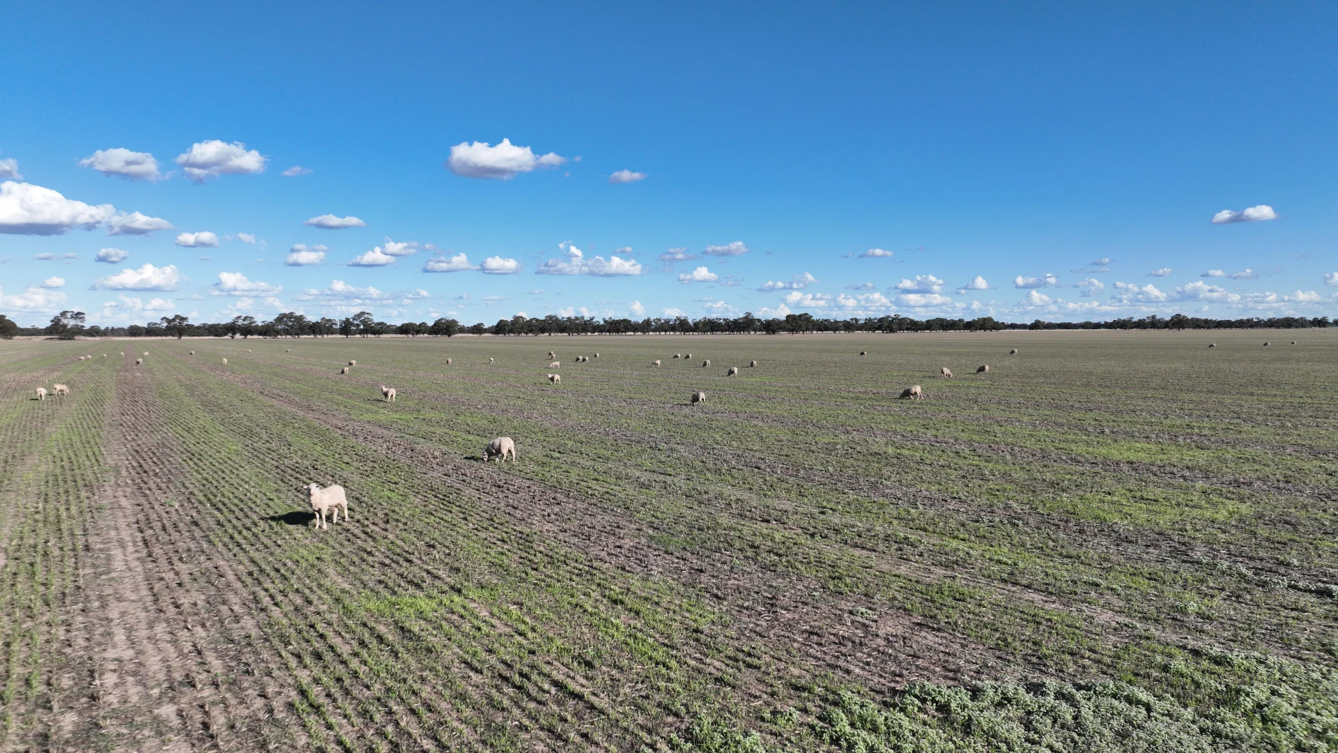 Additional image 7 of "Goonwarra"/1 Warragoon Road, Deniliquin NSW 2710