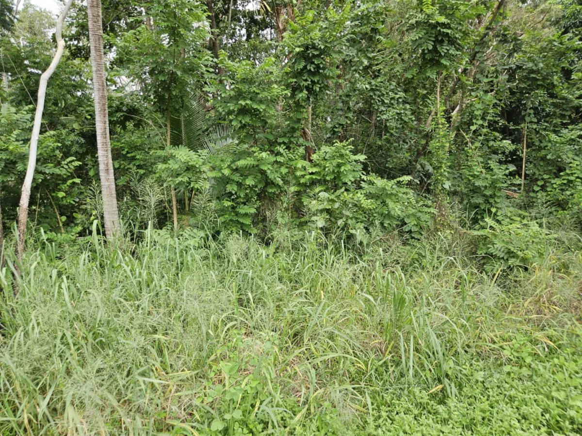 Additional image 5 of 16 Forrest Drive, Forrest Beach QLD 4850