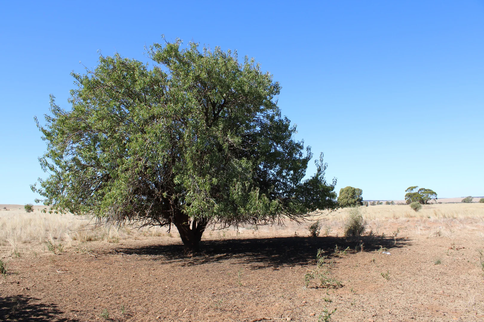 Additional image 7 of 1860 Cleary Road, Terowie SA 5421