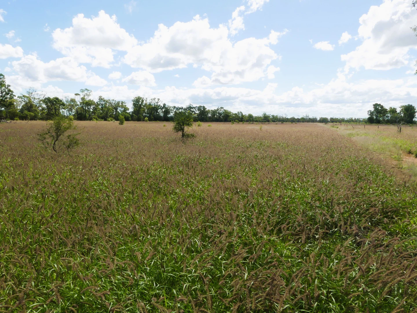 Additional image 11 of 'Ula Ula' 210 Ula Ula Road, St George QLD 4487