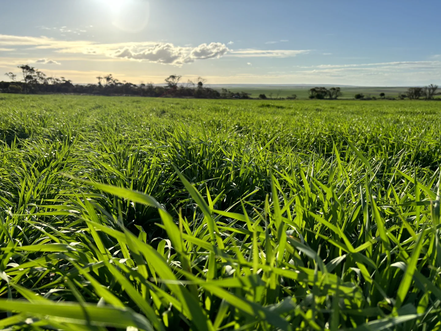 Additional image 20 of Section 82 Chilmans Road, Port Neill SA 5604