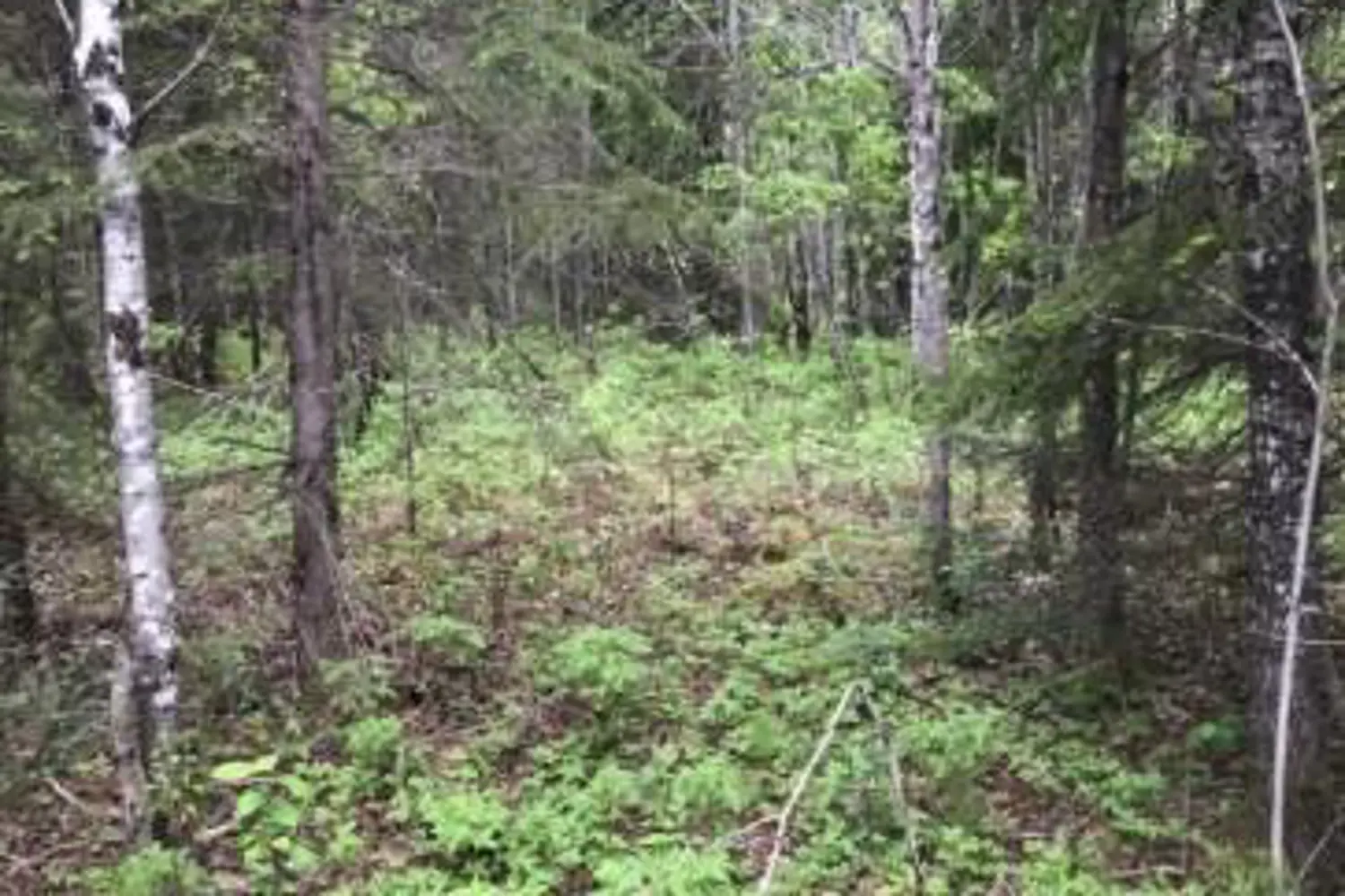 Additional image 3 of 75.25 Acres - Pcl 4952 N/A