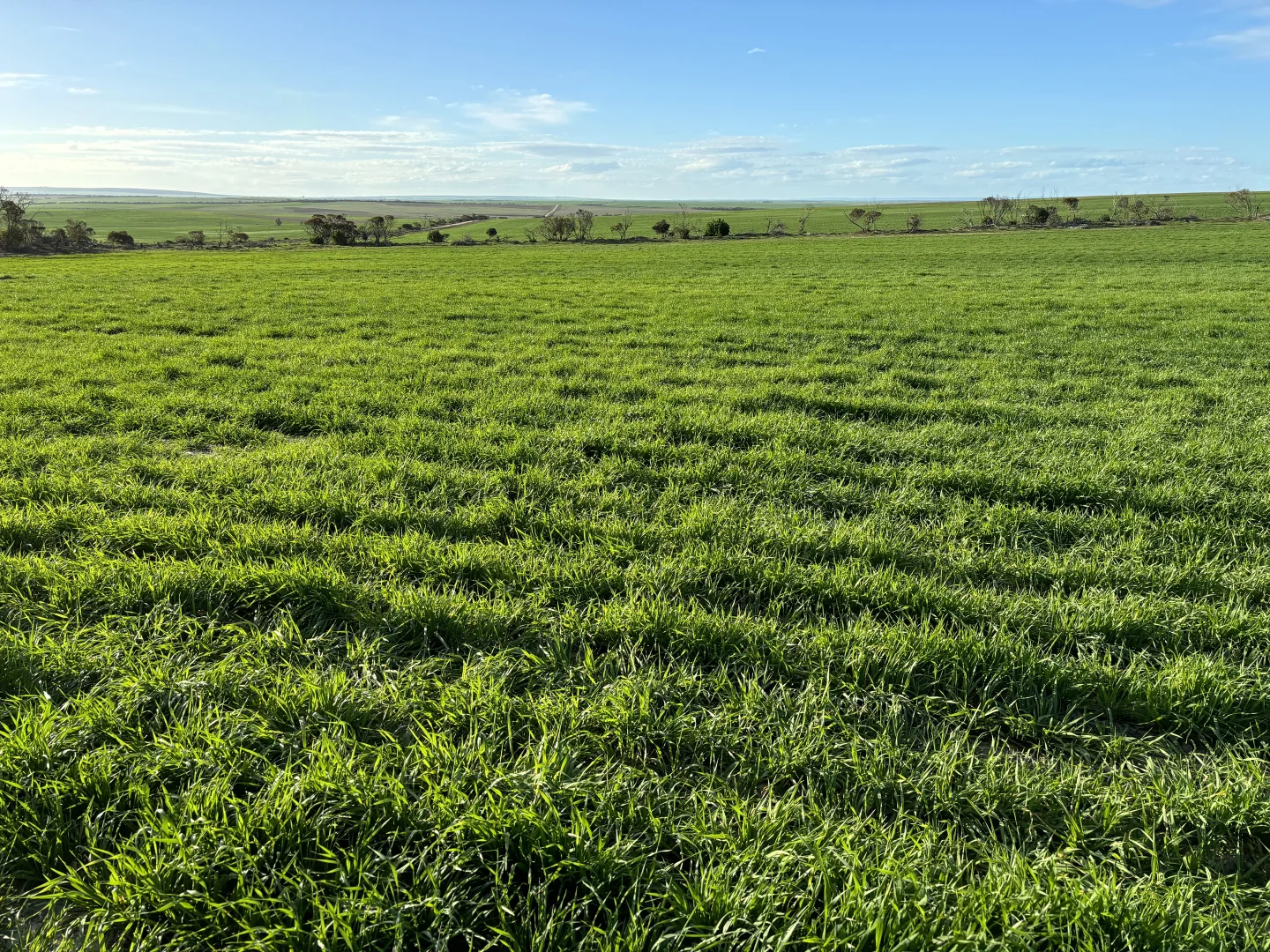 Additional image 18 of Section 82 Chilmans Road, Port Neill SA 5604