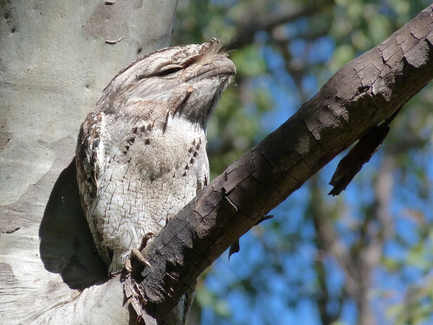 Additional image 24 of Notch Point Road, Ilbilbie QLD 4738
