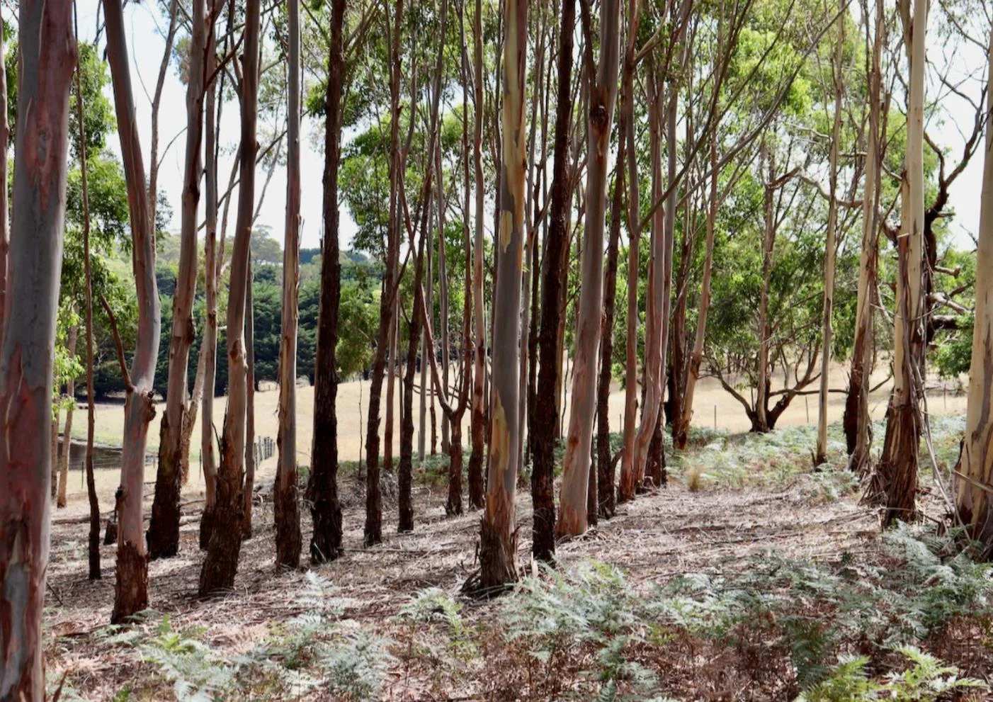 Additional image 8 of 100 Address Available Upon Request, Bellbrae VIC 3228