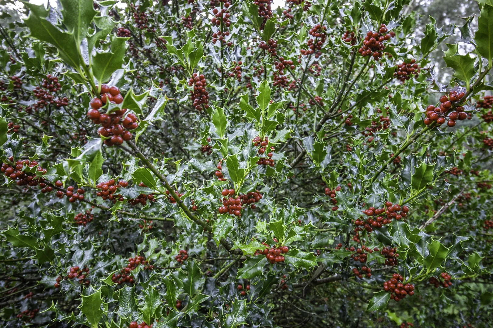 Additional image 27 of Judbury TAS 7109