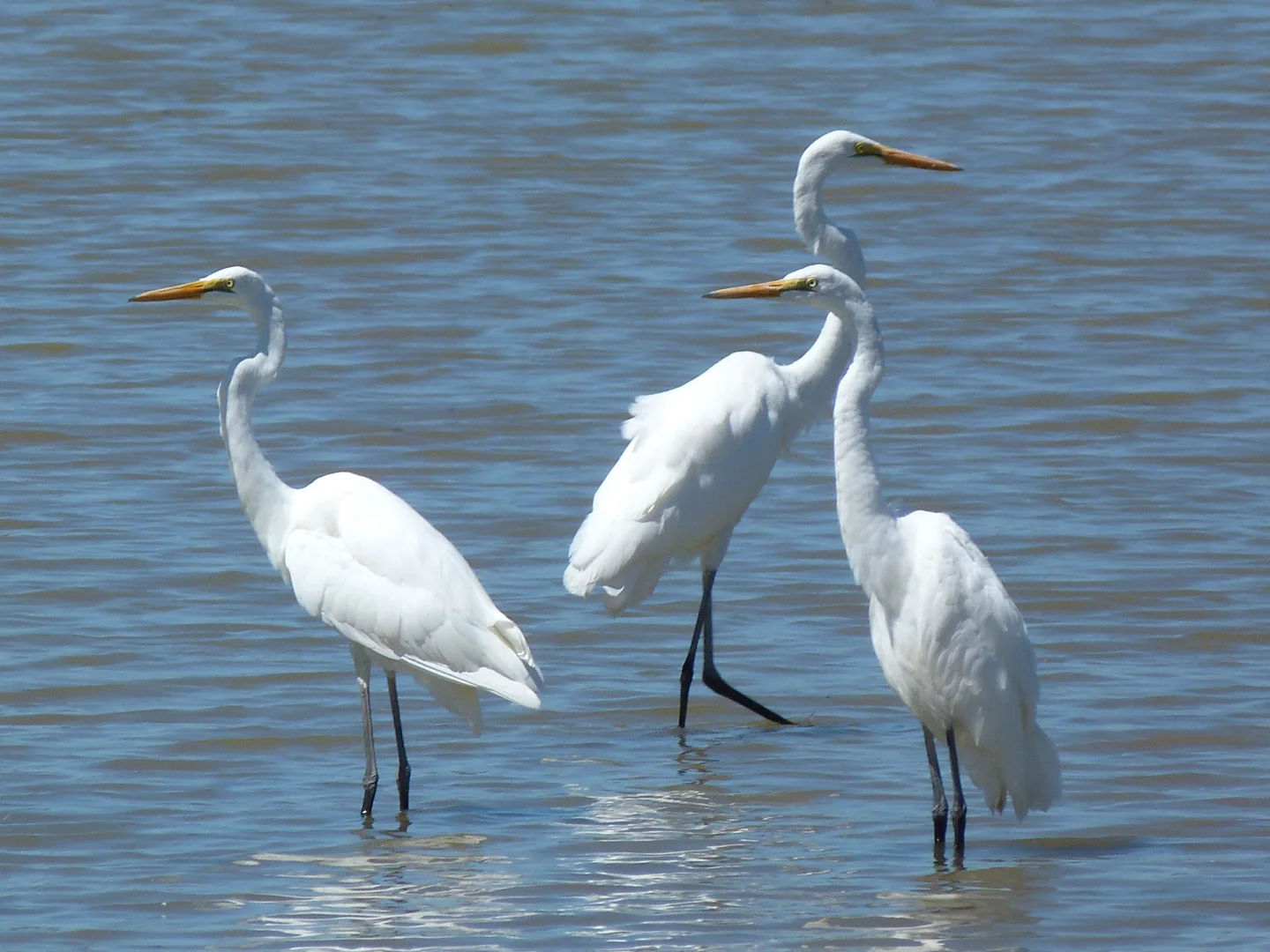 Additional image 22 of Notch Point Road, Ilbilbie QLD 4738