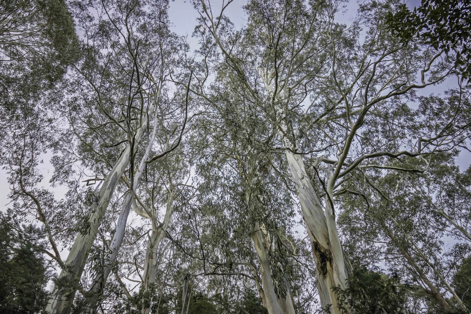 Additional image 18 of Judbury TAS 7109