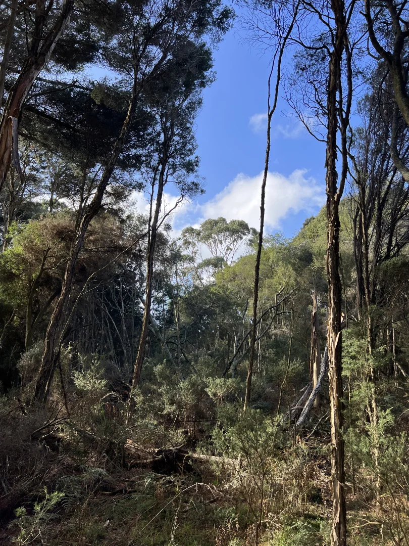 Additional image 6 of 1038 Pegarah Road, Naracoopa TAS 7256