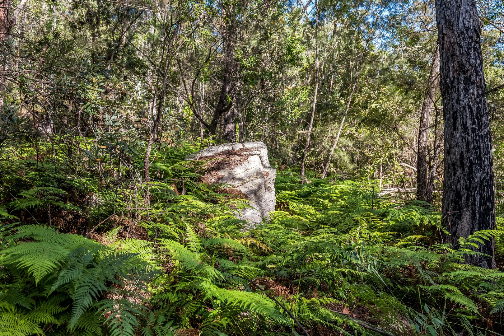 Additional image 3 of 2447 Sherwood Creek Road, Glenreagh NSW 2450