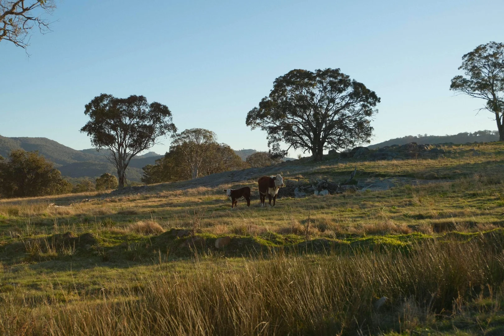 Additional image 8 of Tenterfield NSW 2372