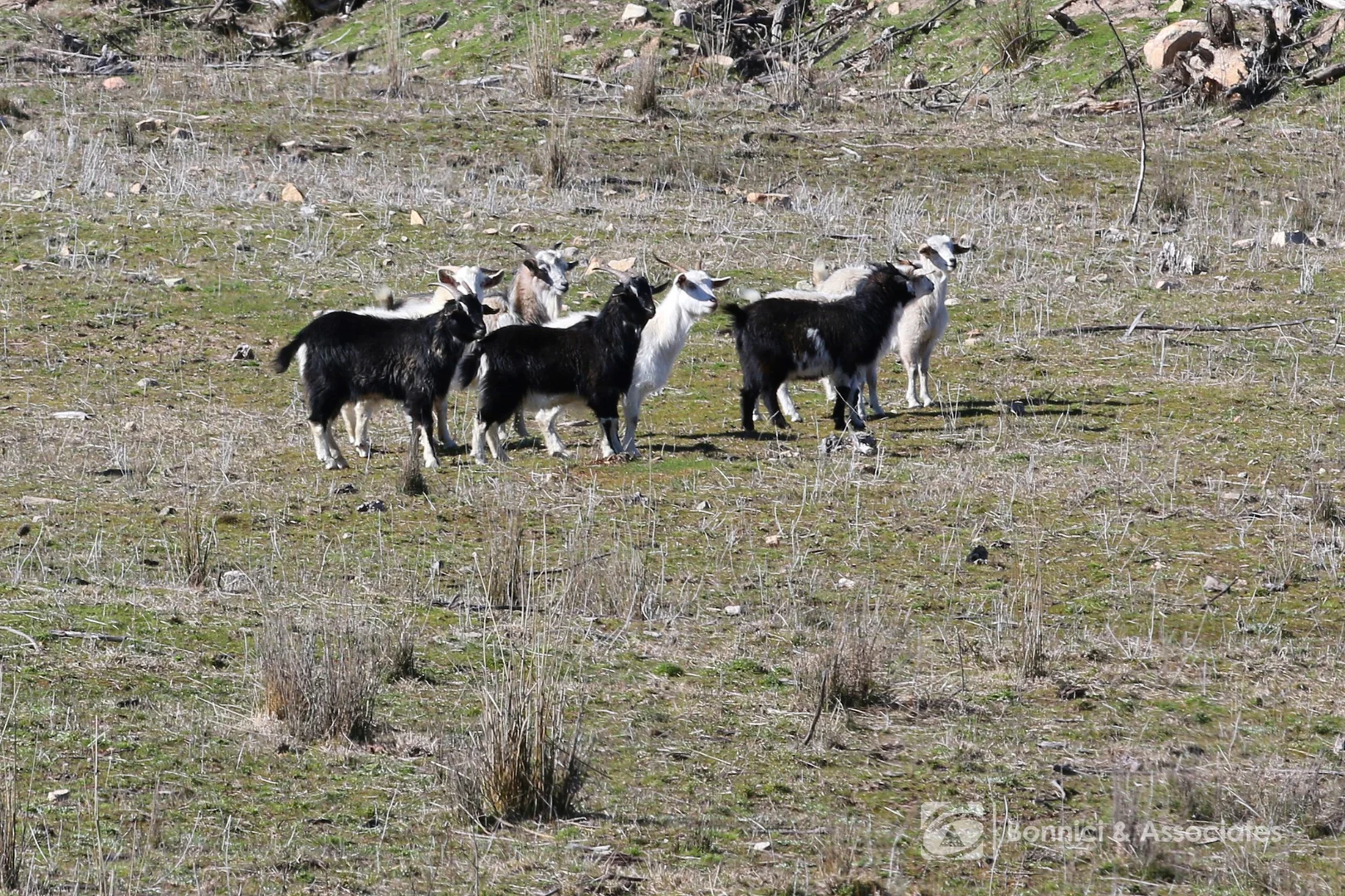 Additional image 3 of 192A Ross Lane, Cudgewa VIC 3705