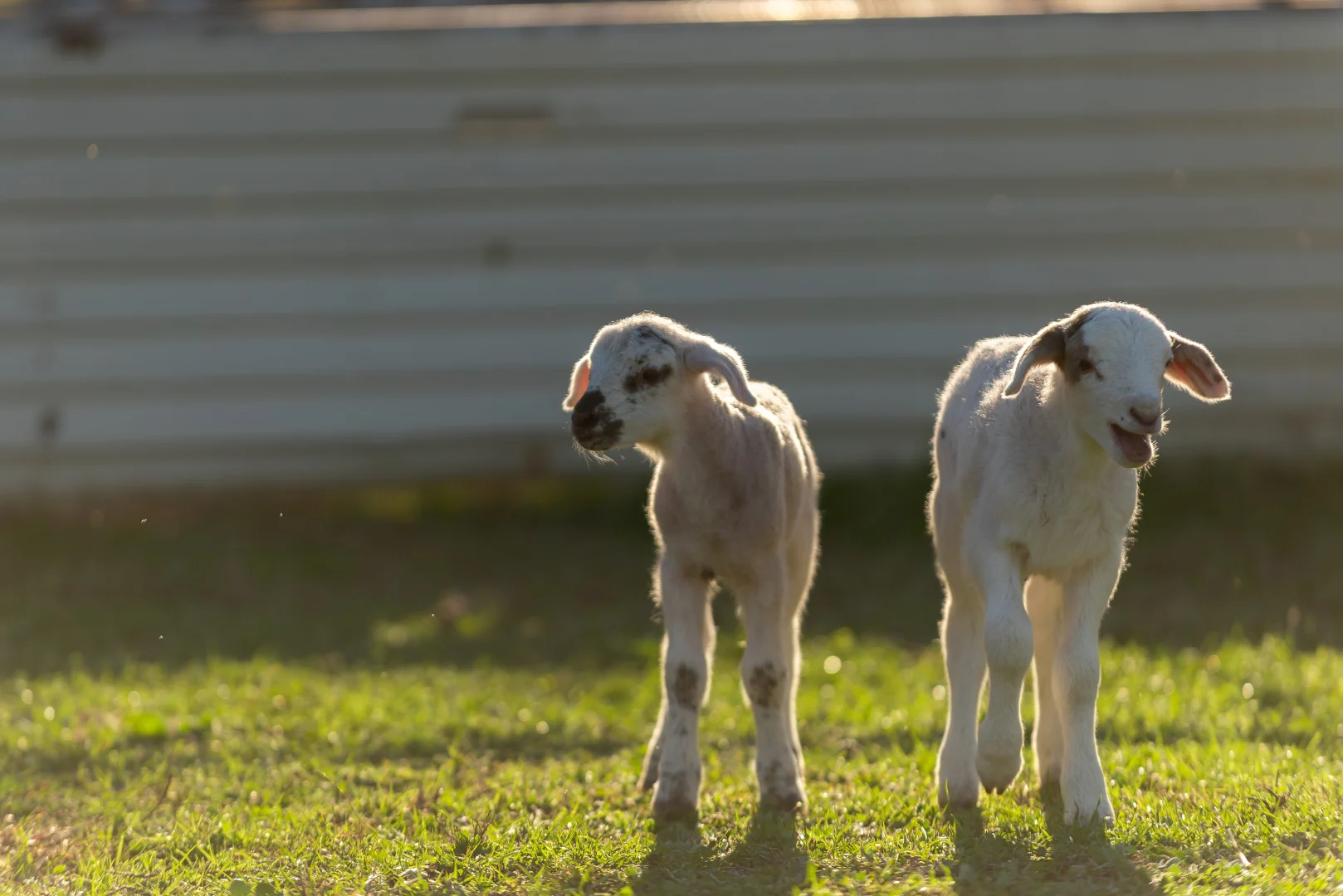 Additional image 3 of Lot 7 Wynyard Hill, Springvale NSW 2650