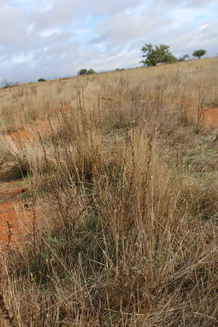 Additional image 43 of 1860 Cleary Road, Terowie SA 5421