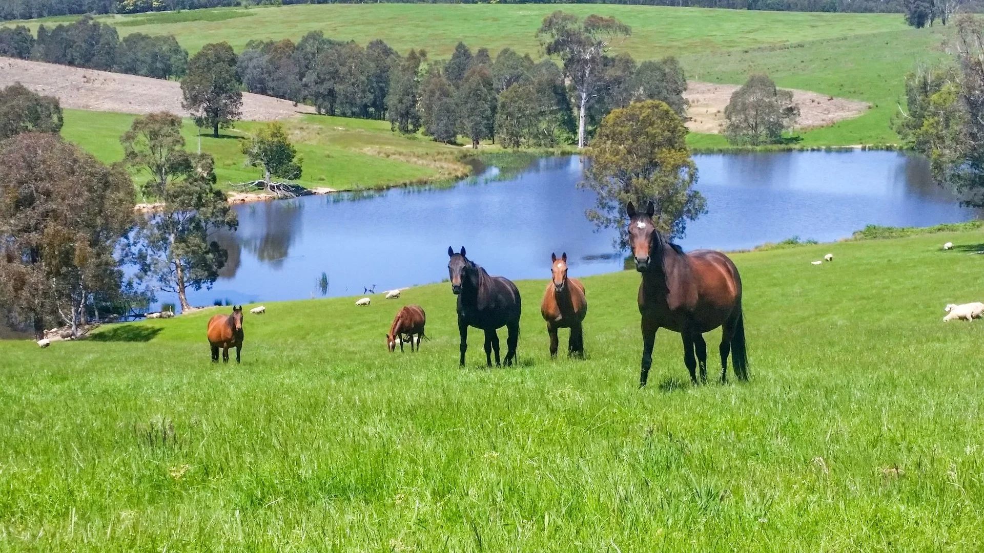 Additional image 6 of 151 Wattle Hill Road, Buchan South VIC 3885