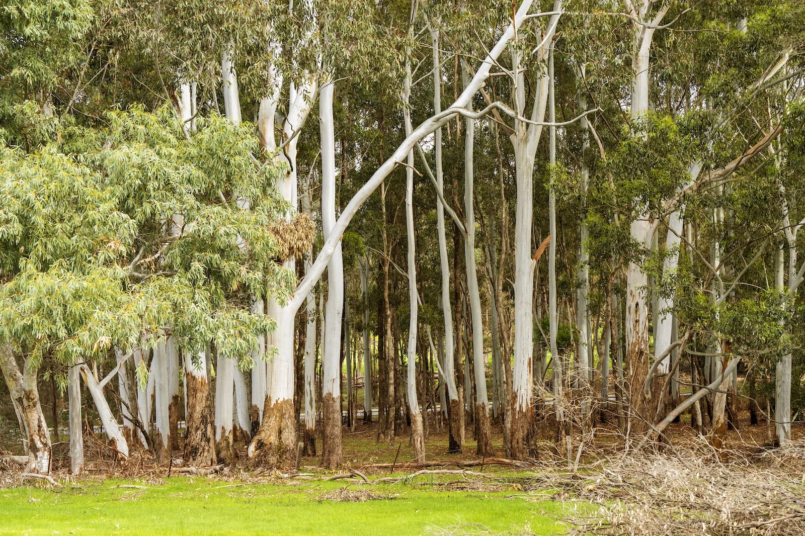 Additional image 4 of Parkerville WA 6081