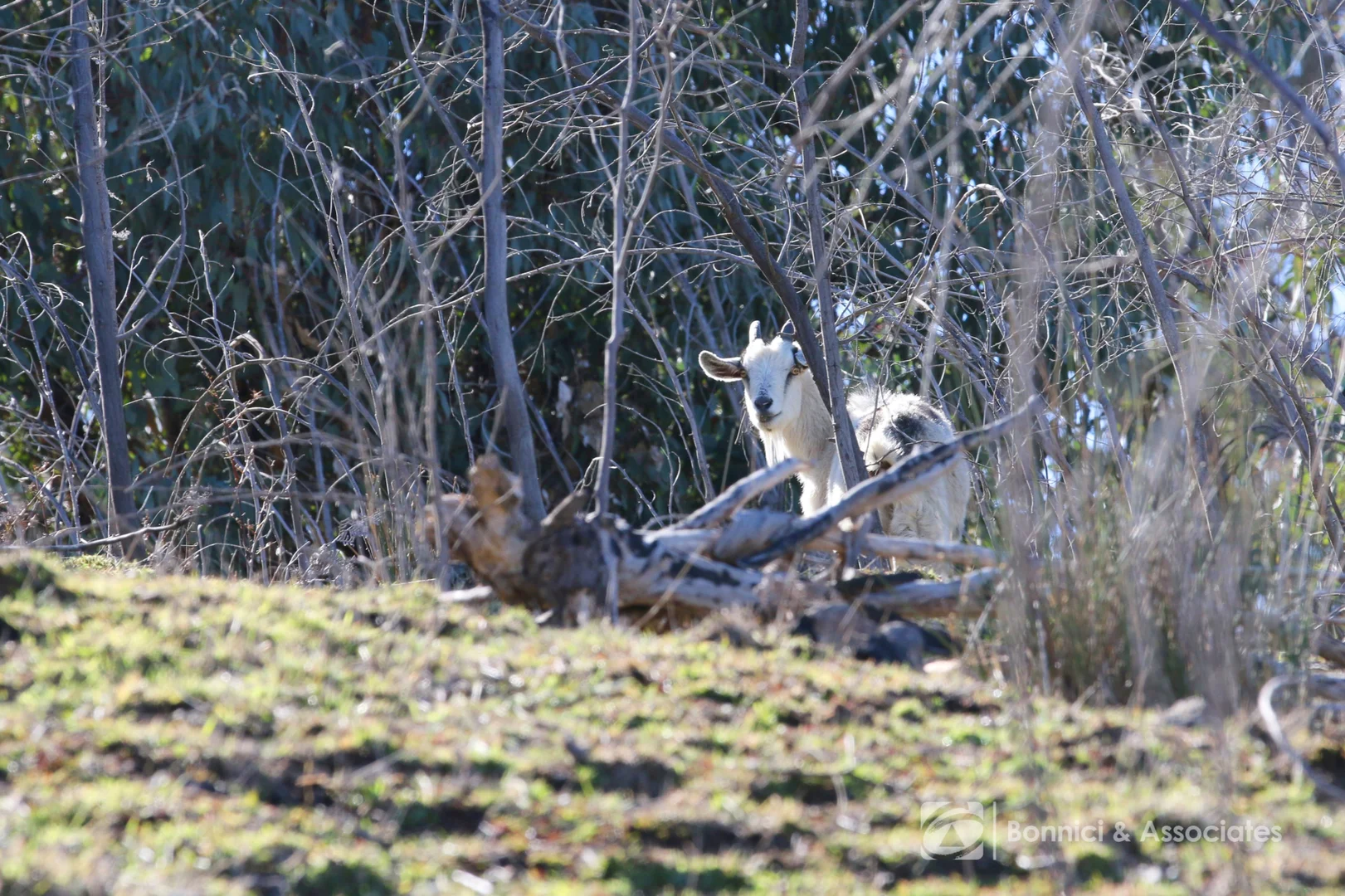 Additional image 14 of 192A Ross Lane, Cudgewa VIC 3705