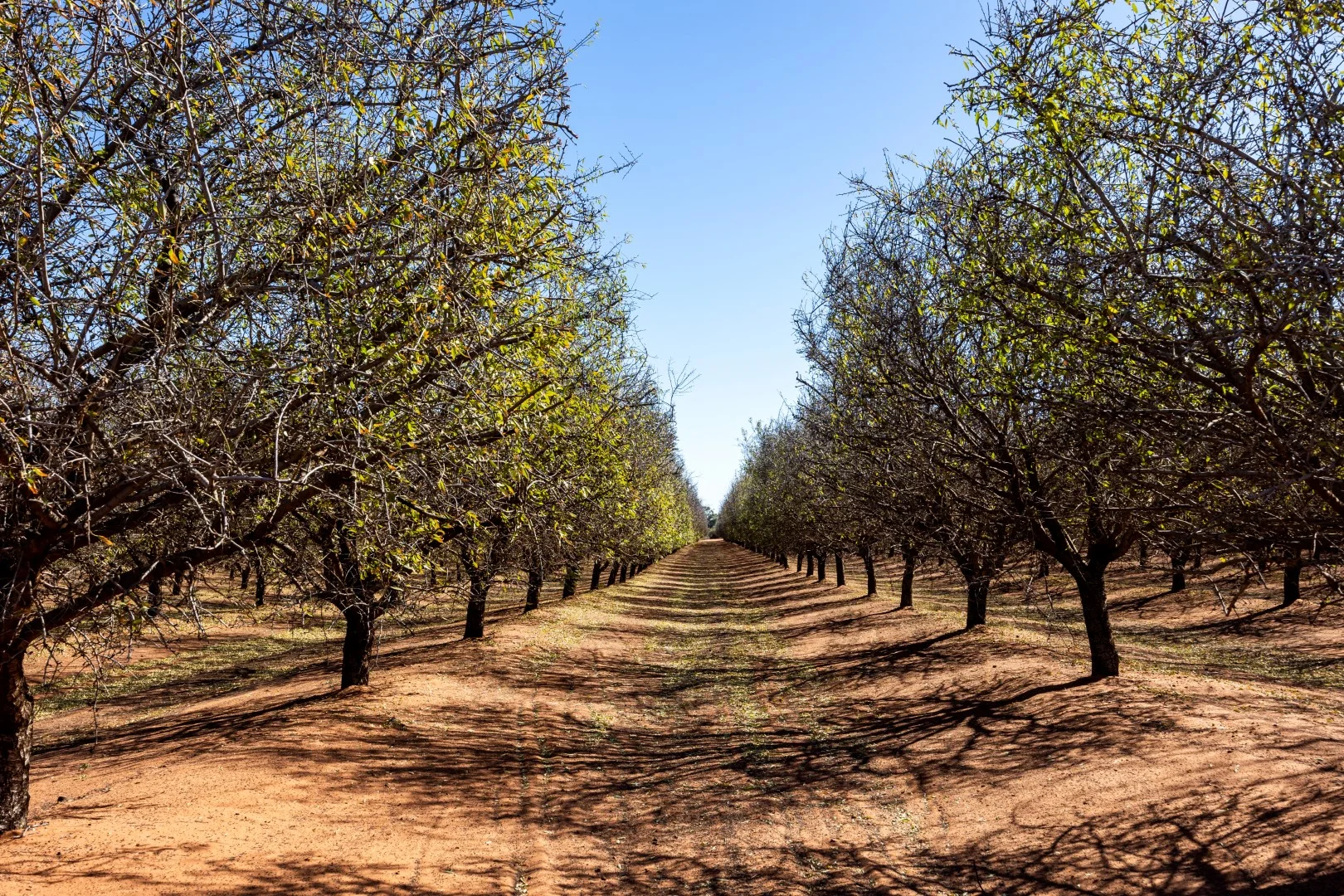 Additional image 10 of 3340 Low Darling Road, Wentworth NSW 2648