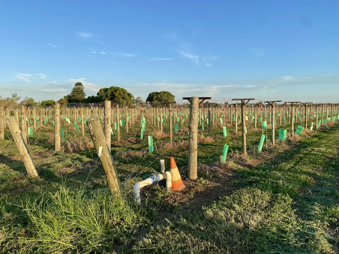 Additional image 11 of 5806 Ayr Dalbeg Road, Millaroo QLD 4807