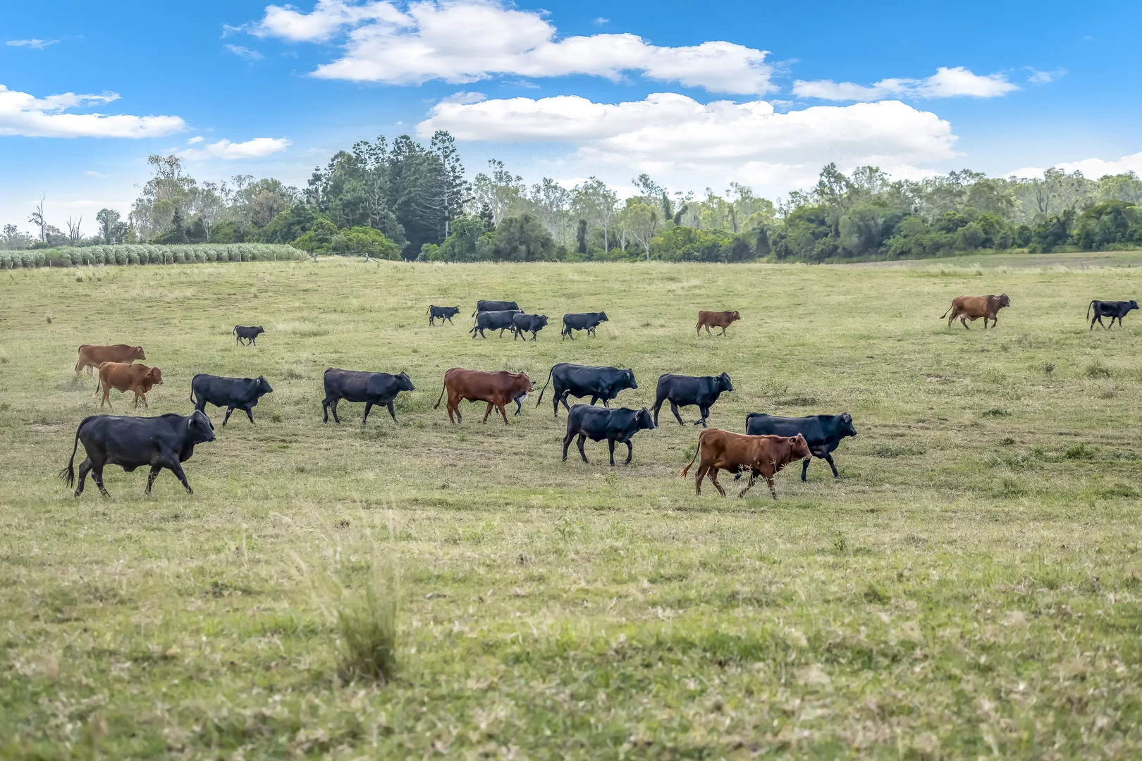 Additional image 10 of 1670 Rosedale Road, Avondale QLD 4670