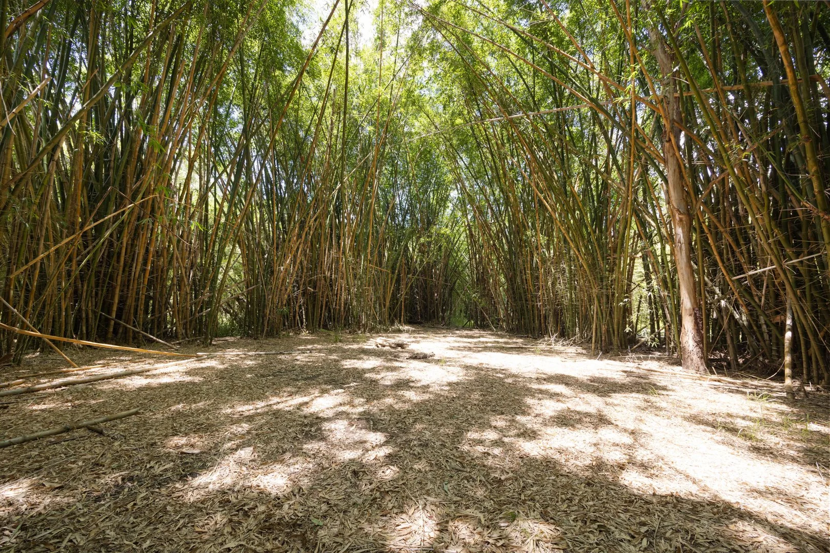 Additional image 9 of 1171 Eumundi - Kenilworth Road, Belli Park QLD 4562