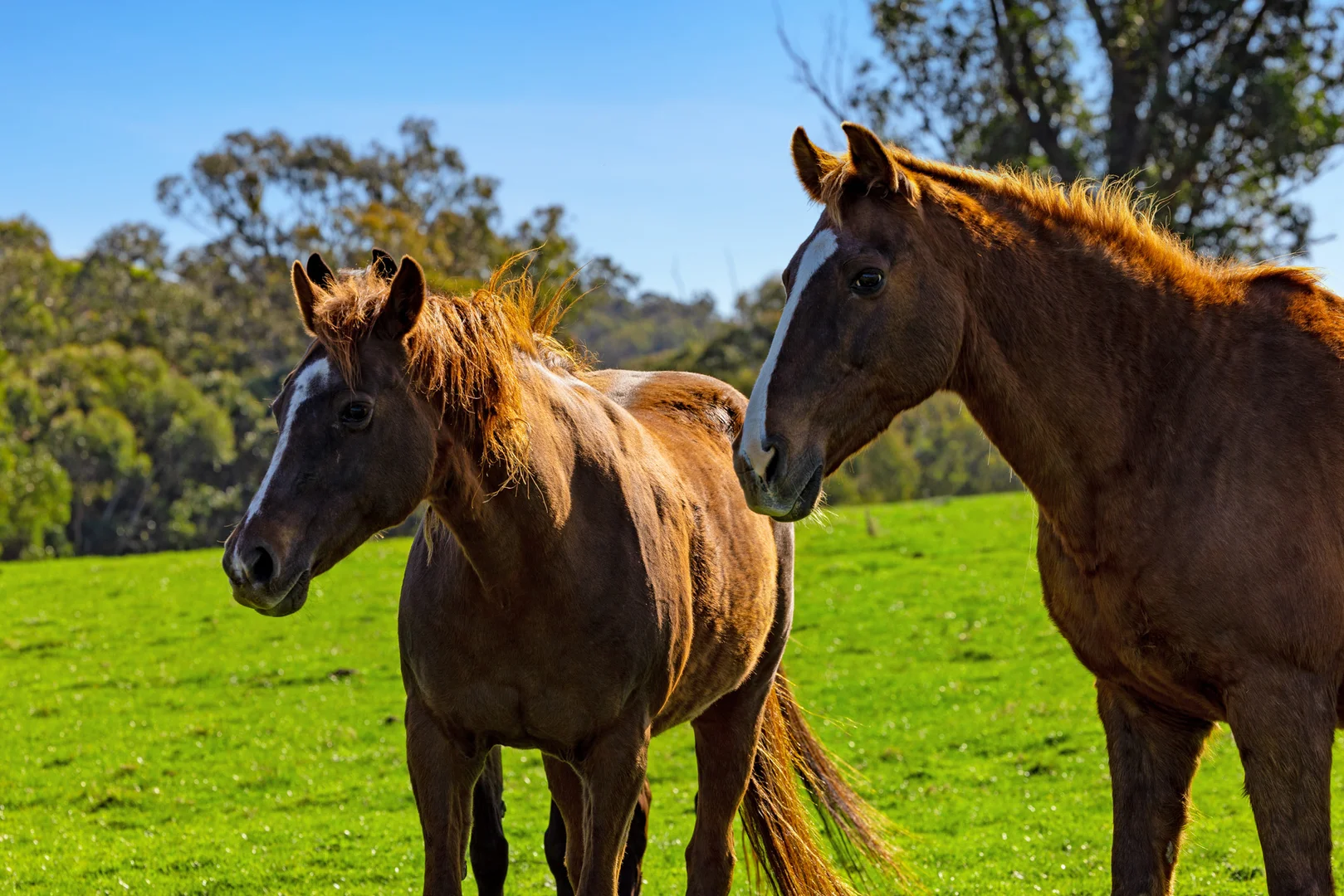 Additional image 49 of 151 Wattle Hill Road, Buchan South VIC 3885