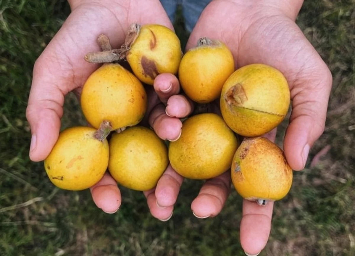 Additional image 26 of 46 Lachlan Street, Bigga, Crookwell NSW 2583