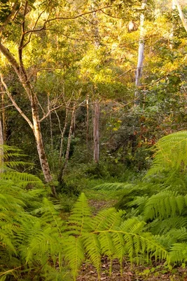 Additional image 29 of 121 Old Maleny Road, Landsborough QLD 4550