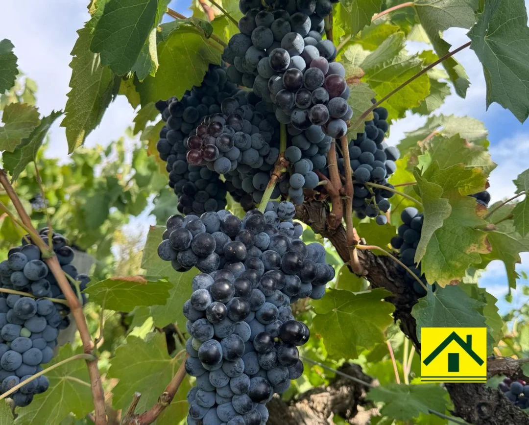 Additional image 4 of 231 Falkiner Avenue, Tresco VIC 3583