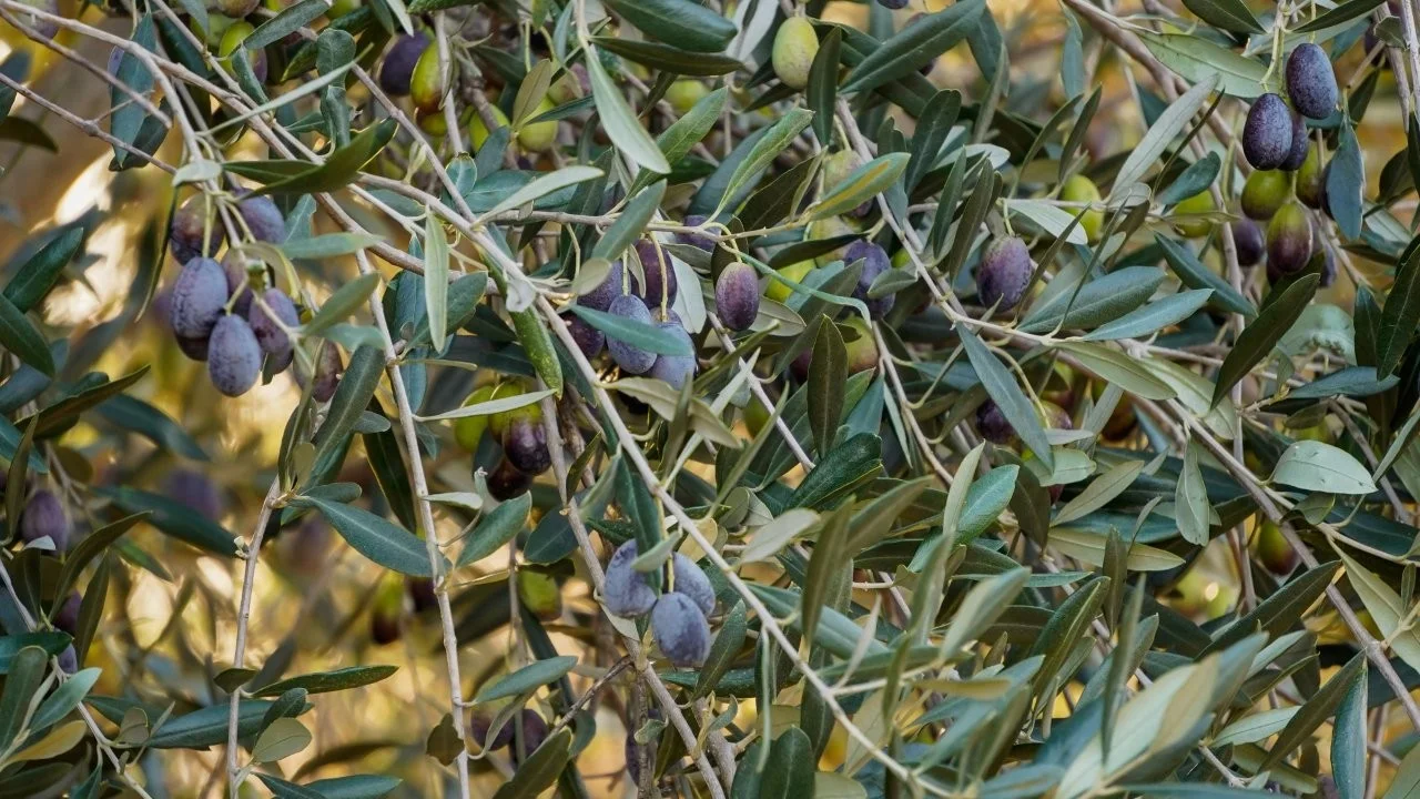 Additional image 20 of 3761 Neilrex Road, Neilrex NSW 2831