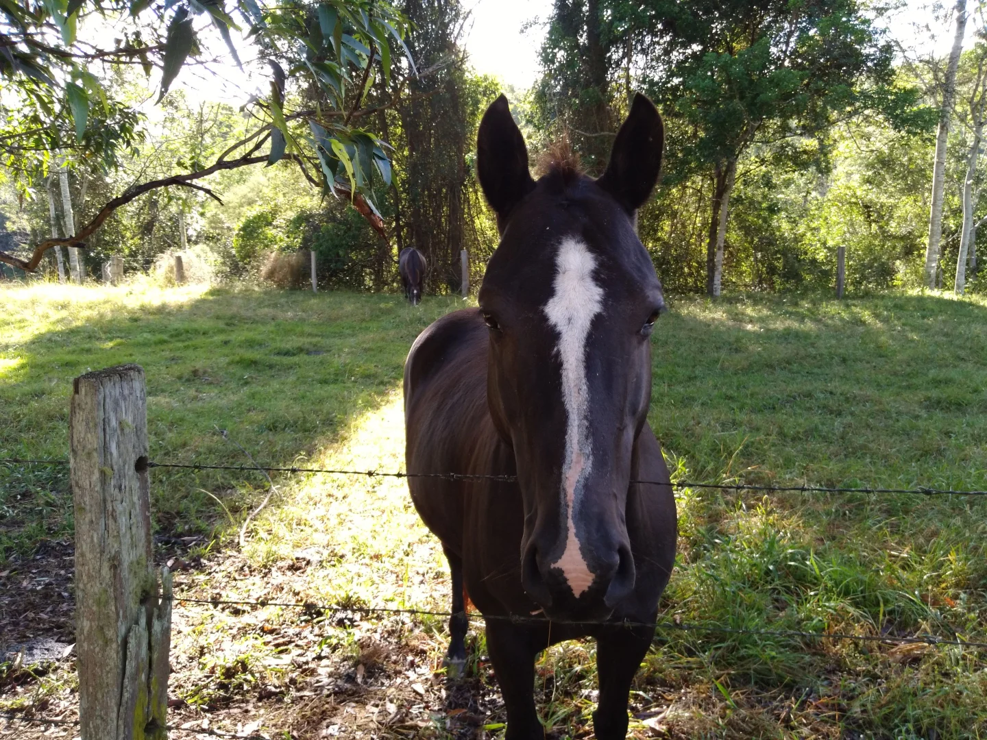 Additional image 23 of 71 SUNDOWNER ROAD, Bakers Creek NSW 2447