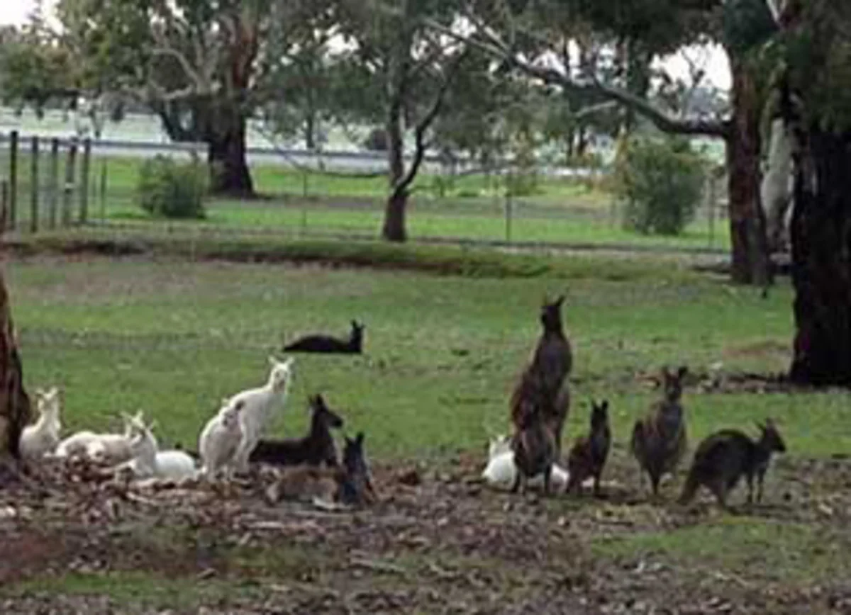 Additional image 5 of 216/46 Ramsay Terrace, Bordertown SA 5268