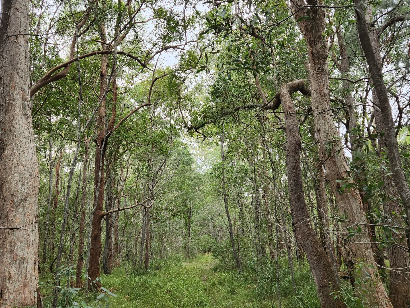 Additional image 10 of 27 Platers Road, Gulmarrad NSW 2463