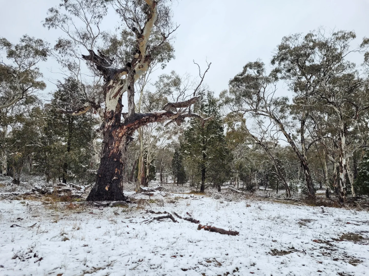 Additional image 22 of Lot 34 Palarang Road, Merriangaah NSW 2632