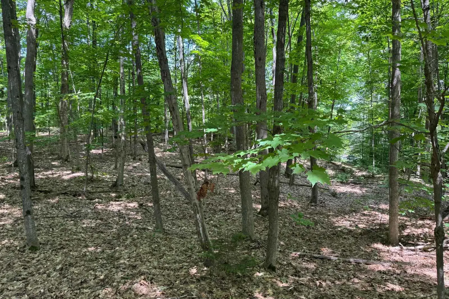 Additional image 5 of Pt Lt 112 Con A