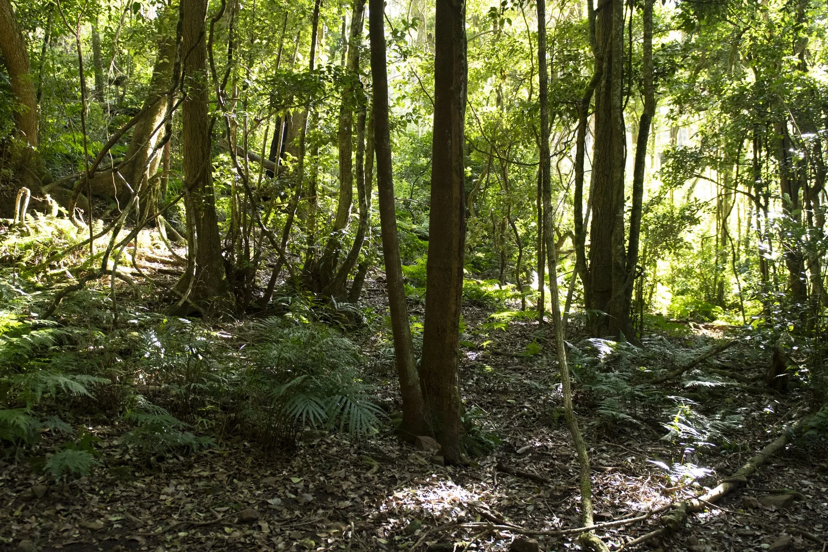 Additional image 7 of Lot 4 Braidwood Road, Sassafras NSW 2622