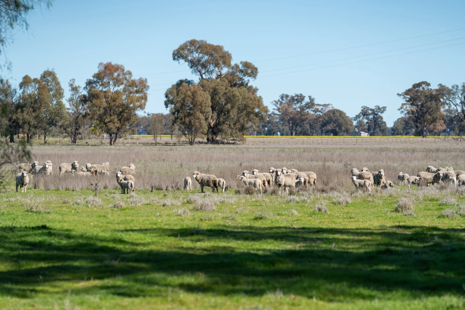 Additional image 28 of 119 Oak Lodge Rd, Sanger NSW 2646