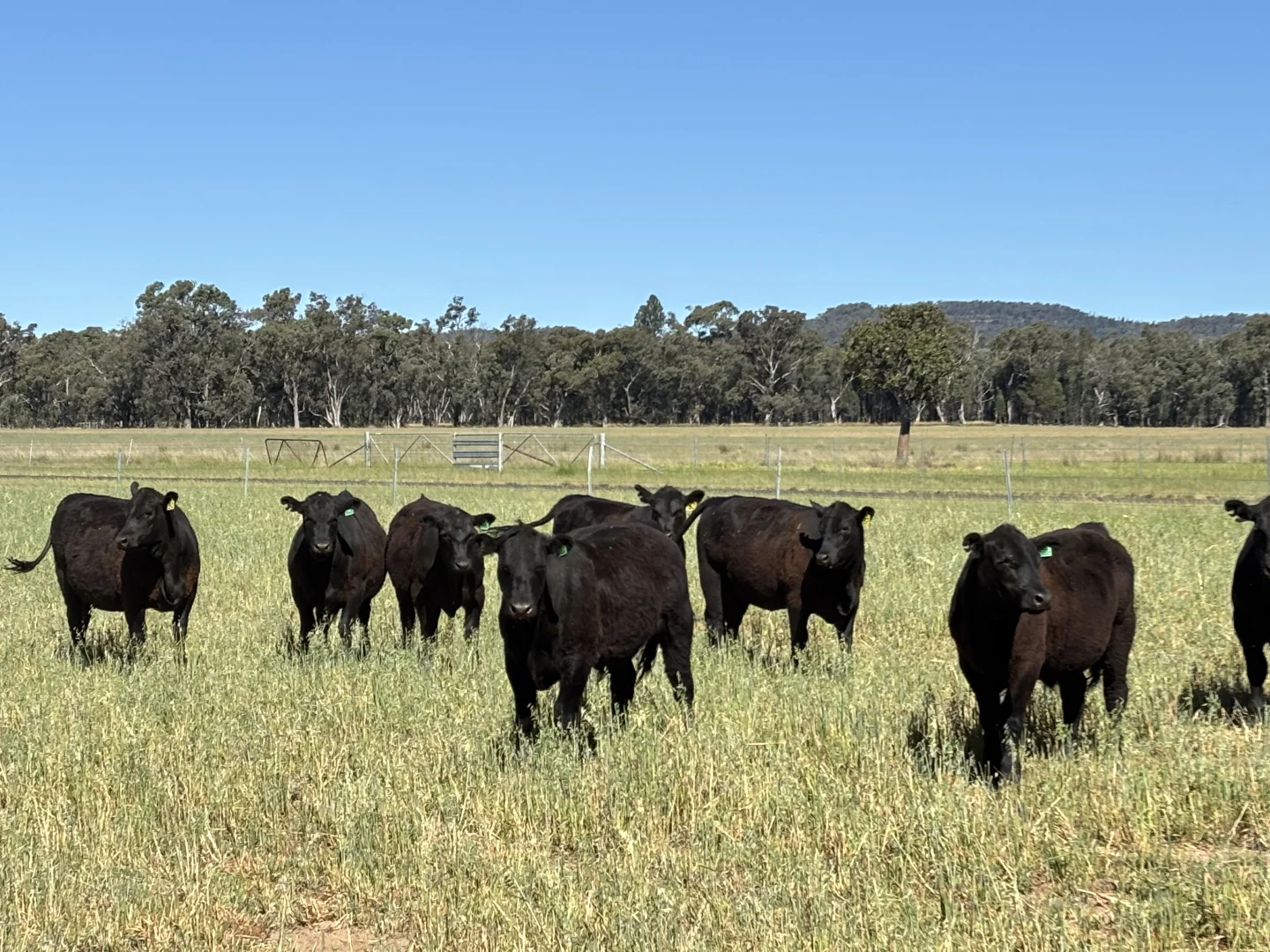 Additional image 32 of 2824 Neilrex Road, Coolah NSW 2843