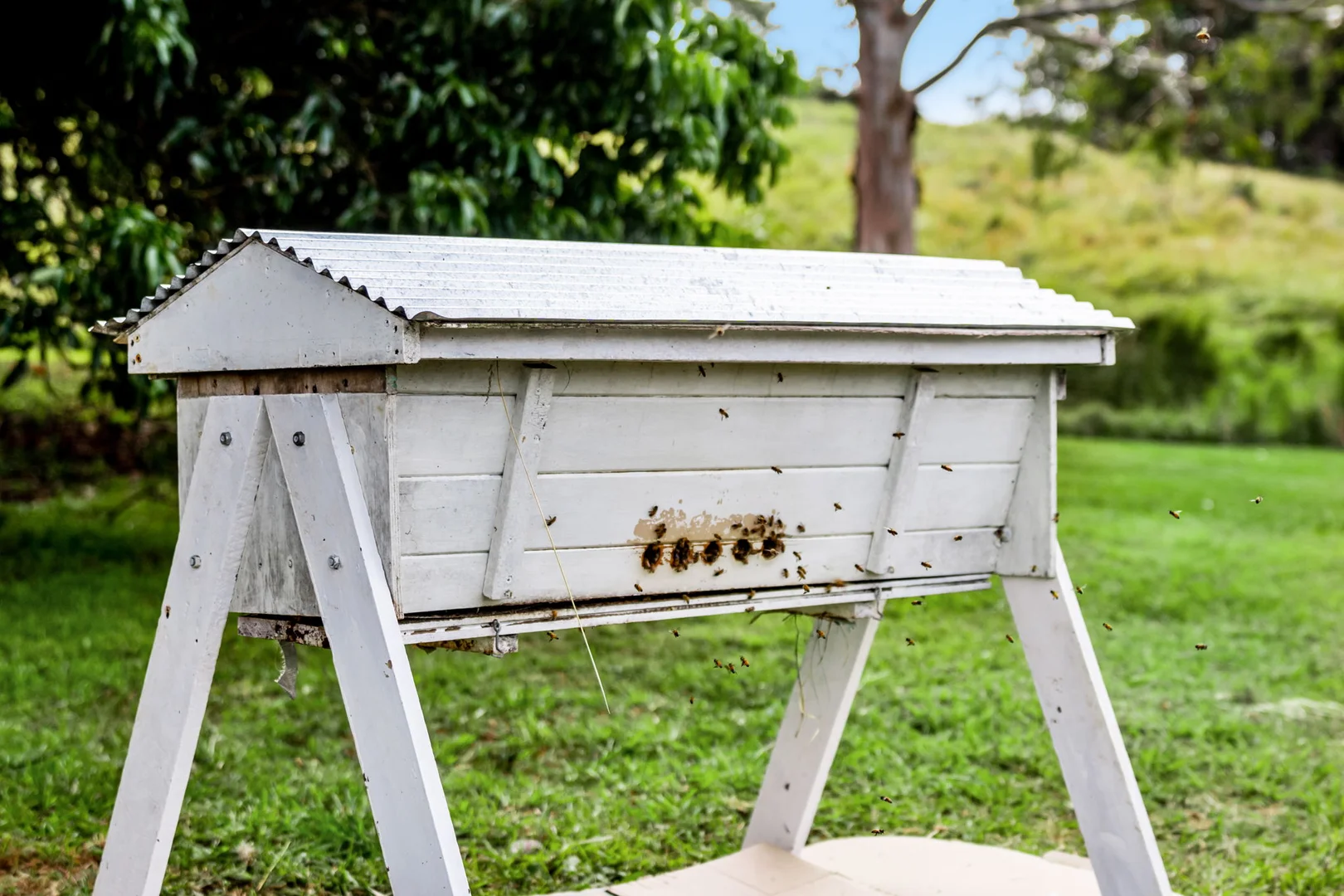 Additional image 54 of 1368 Wyrallah road, Tucki Tucki NSW 2480