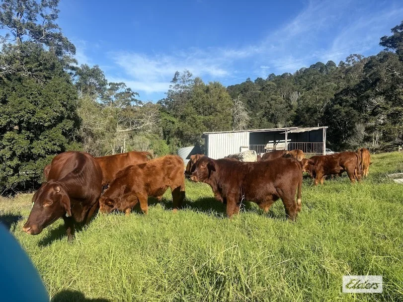 155 Vidoni Road, Mount Delaney QLD 4514