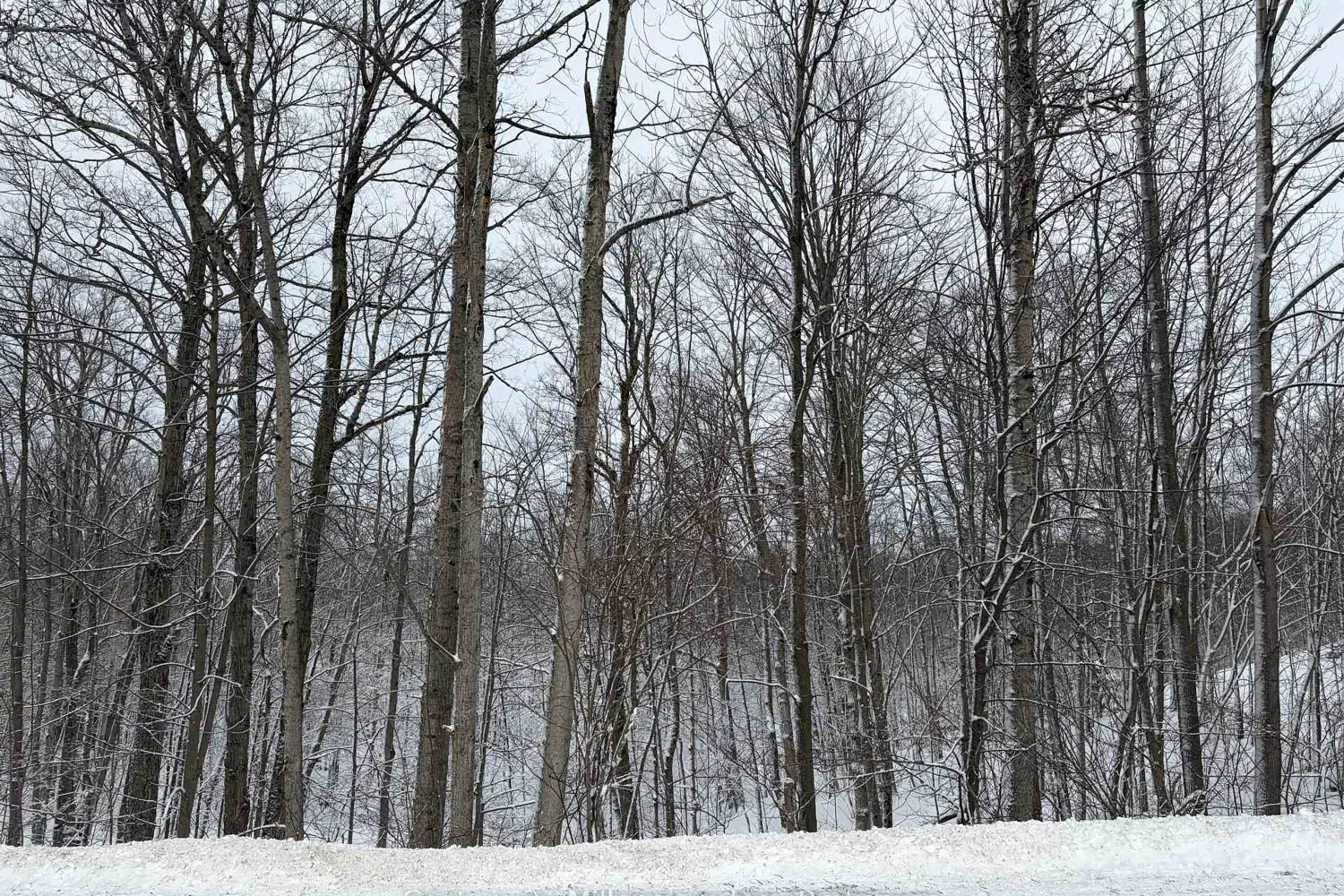 Additional image 6 of 444613 Concession 8