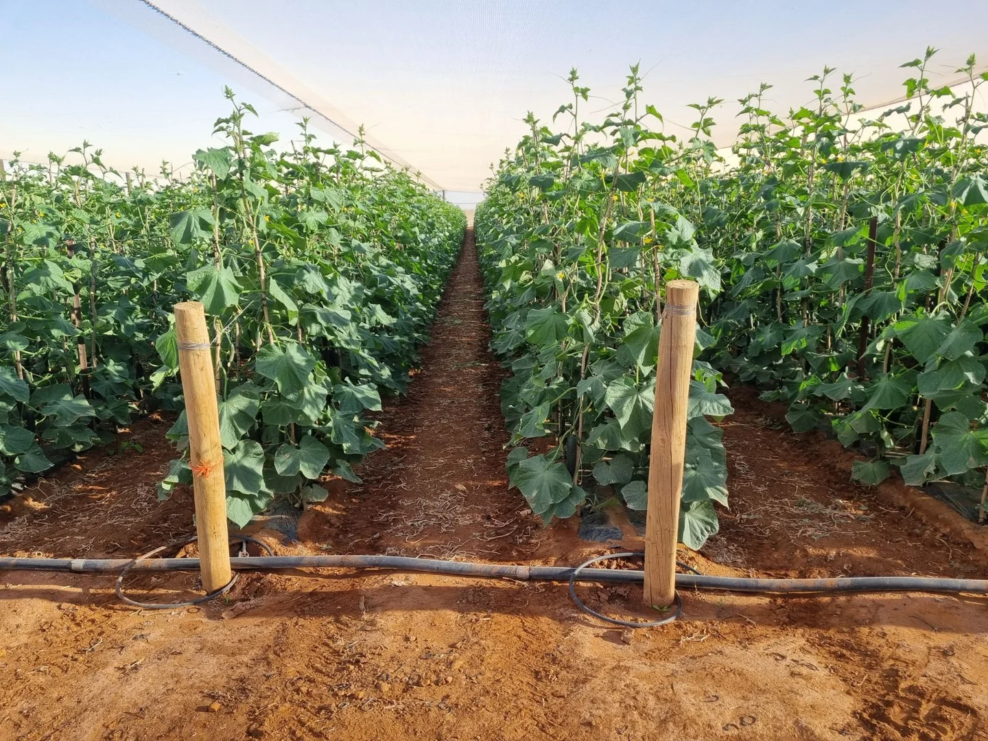 Additional image 15 of 138 North River Road, North Plantations WA 6701