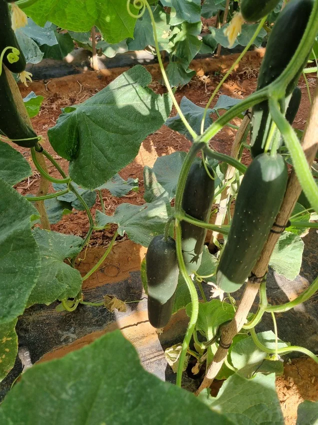 Additional image 6 of 138 North River Road, North Plantations WA 6701