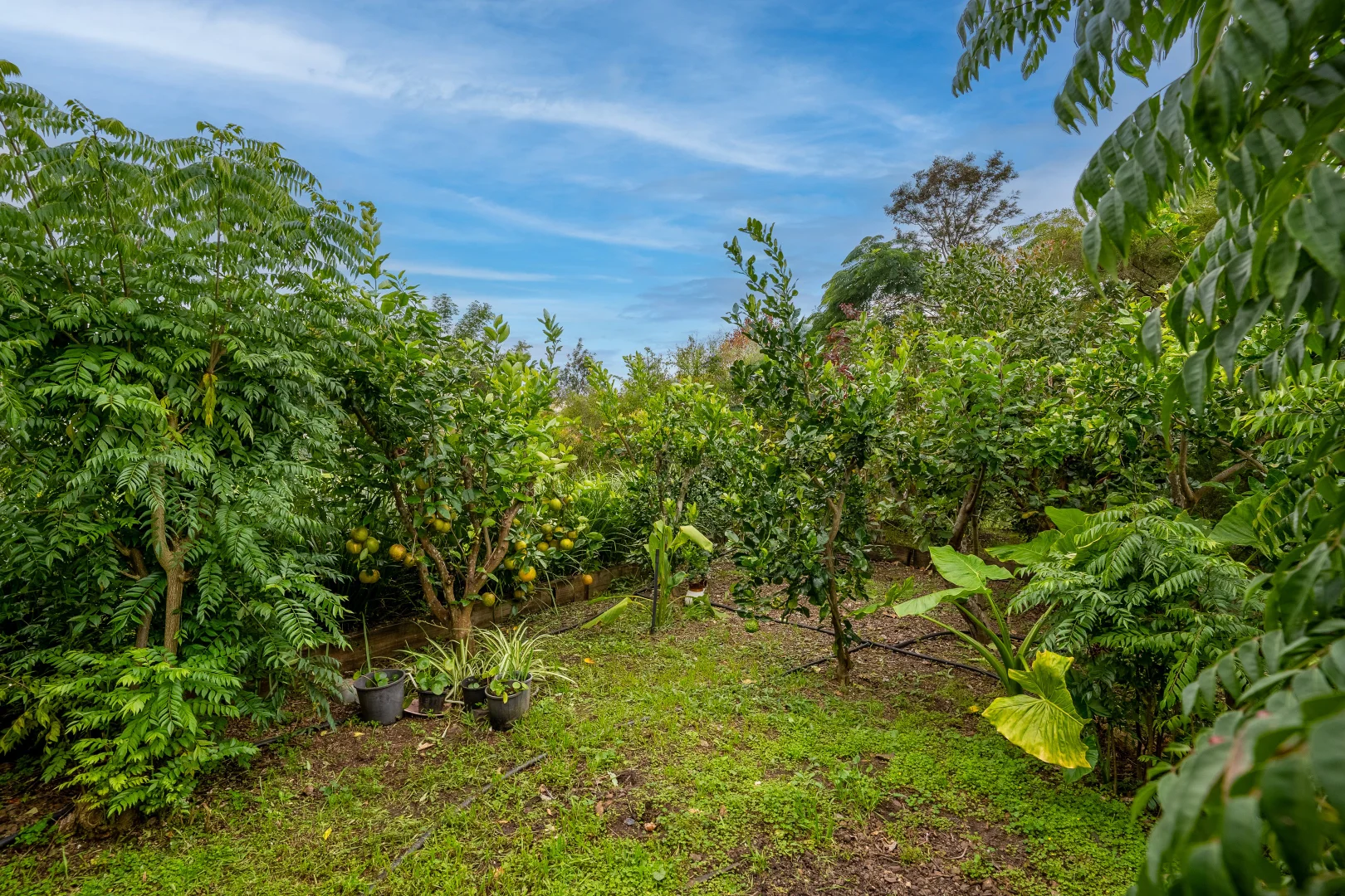 Additional image 24 of 253 Collins Creek Road, Kyogle NSW 2474