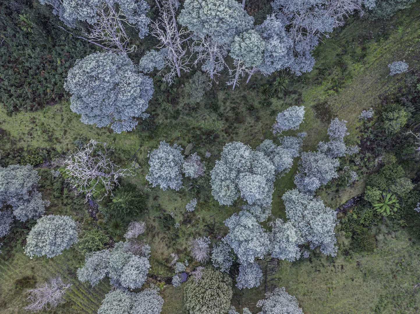 Additional image 21 of Judbury TAS 7109