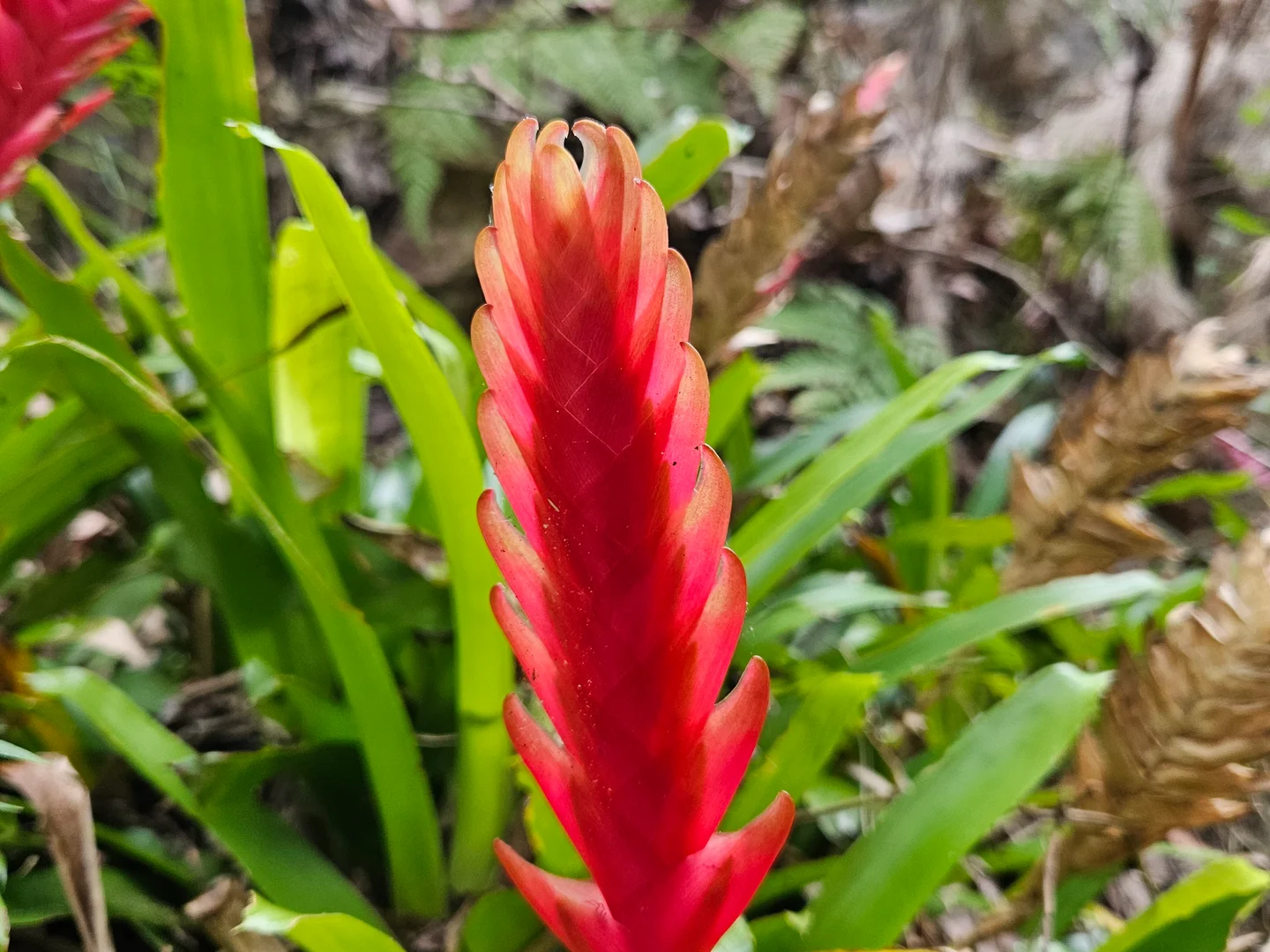 Additional image 29 of 56 Lovetts Road, Korora NSW 2450