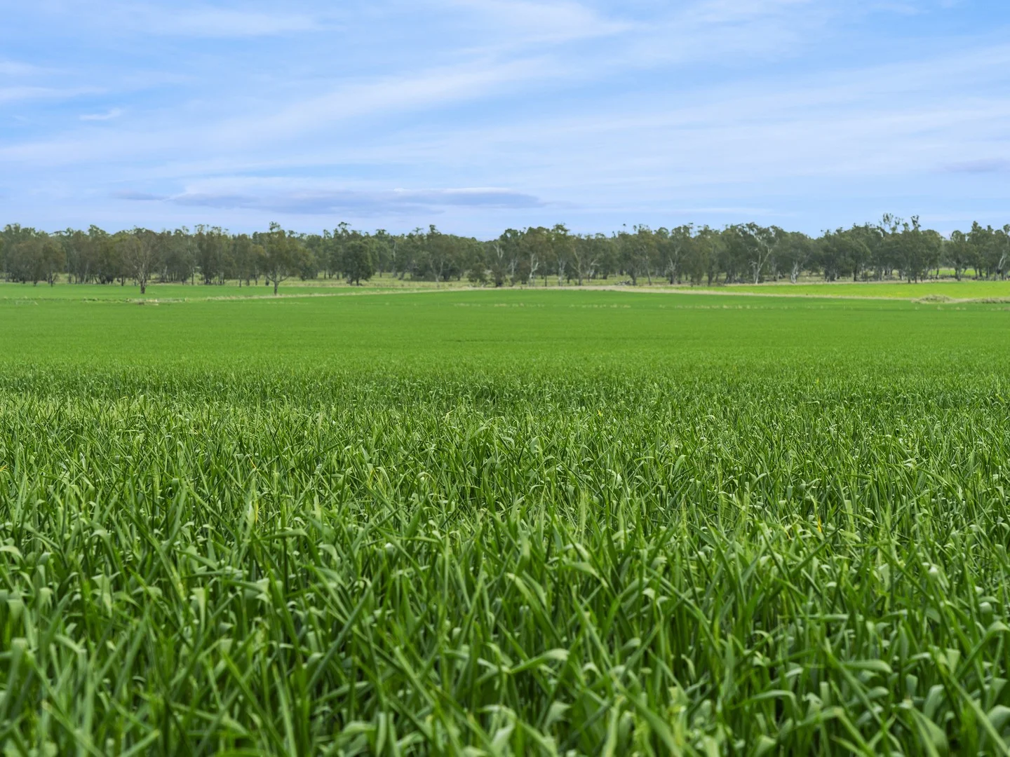 800 Bridge Road, Caniambo VIC 3630