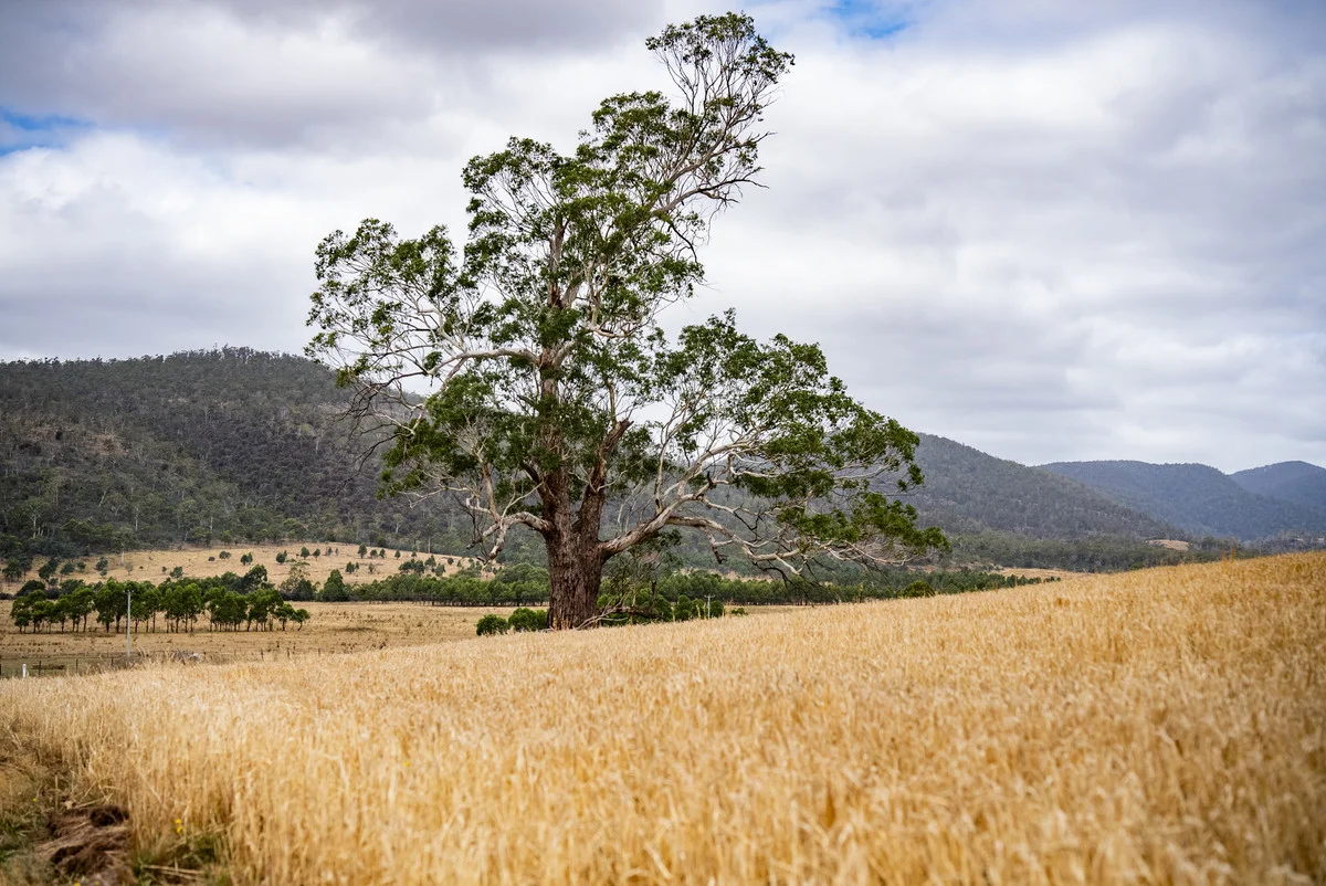 Additional image 6 of 196 Court Farm Road, Buckland TAS 7190