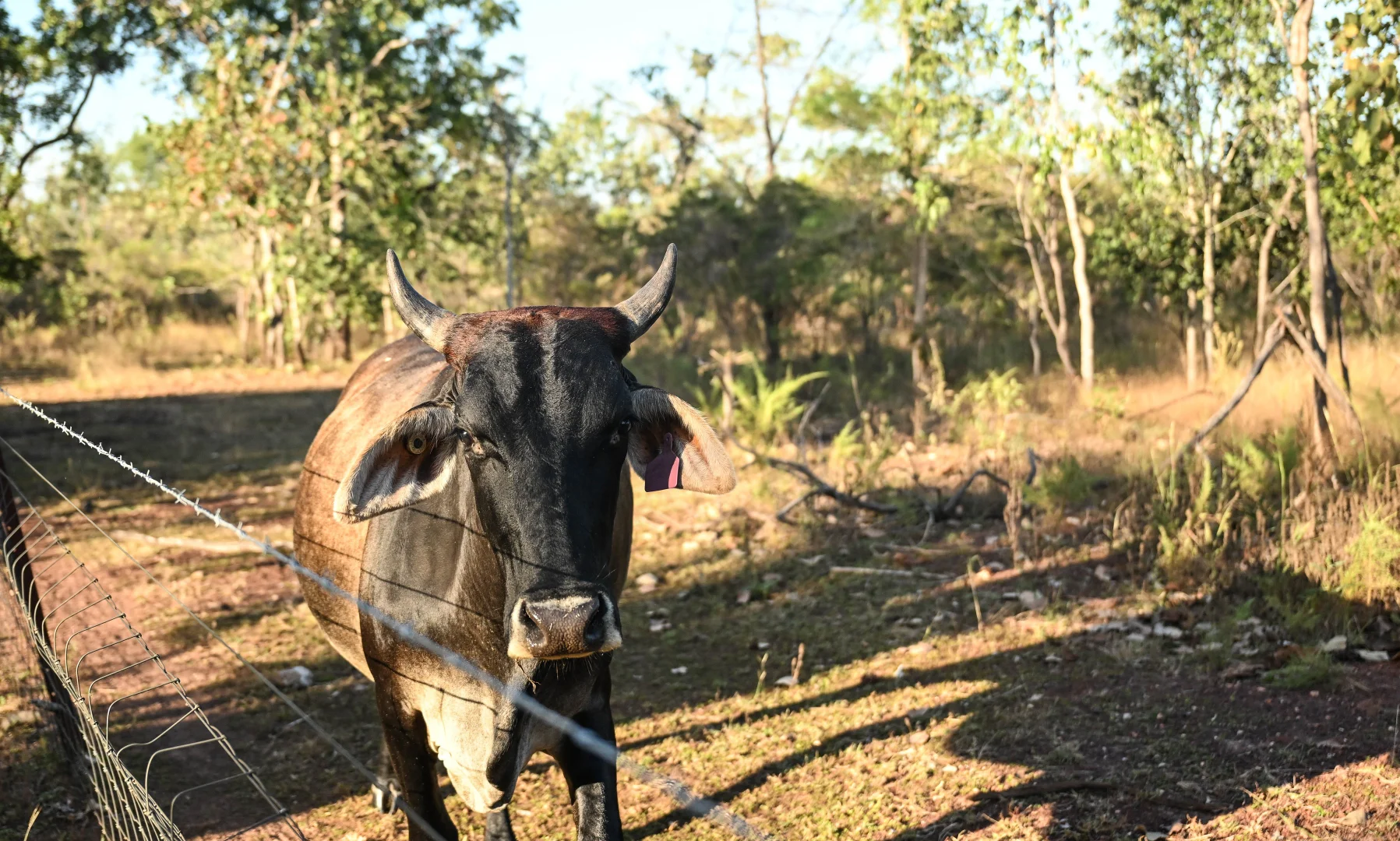 Additional image 28 of 729 Reebeds Road, Darwin River NT 0841