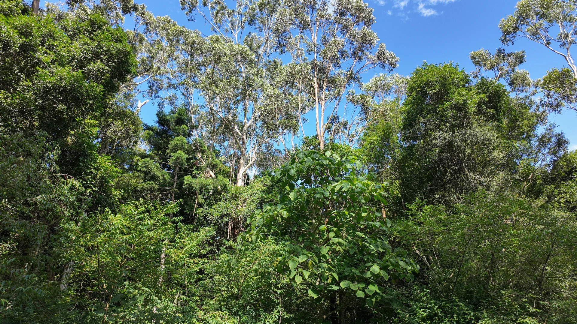 Additional image 4 of 80 Tooloom Street, Legume NSW 2476